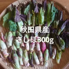2025年最新】さしぼ 山菜の人気アイテム - メルカリ