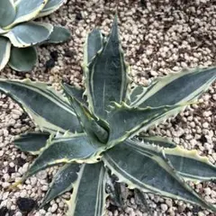 アガベ サブシンプレックス 錦 agave subsimplex variegate