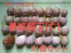 天然 ヤツシロガイ 31個セット