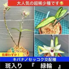 キバナノセッコク 素心花 「深芳野」 開花中 富貴蘭 長生蘭
