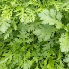 大根葉間引きと春菊