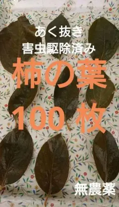 柿の葉 100枚 アク抜き 害虫駆除済み 柿 葉 めだか 越冬用