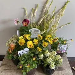 季節の花苗セット黄色とオレンジ系ぱるる様専用です。