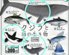 クジラと海の生き物　3個セット
