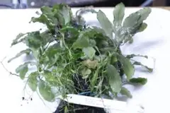 ブセ テェイア 株多数