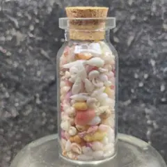 貝殻No723