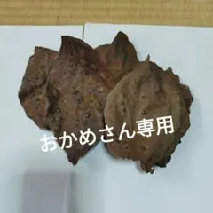 柿の葉無農薬100枚