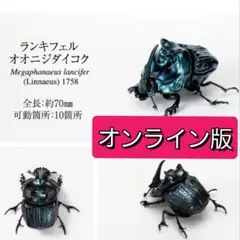 ランキフェルオオニジダイコク　いきもの大図鑑　かぶとむし07　ガチャ　ガシャポン