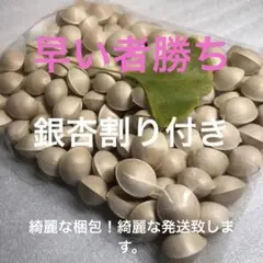 銀杏 500g 無くなり次第終了
