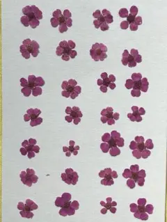 押し花素材パック　コデマリ（紫）28個入 No1055