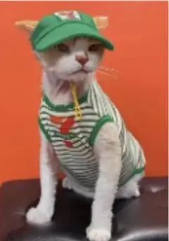 Item thumbnail for item c4849962-c432-4354-871a-12da7ff2dcf3