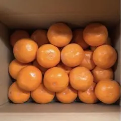 美味しいみかん Lサイズ 3キロ 送料込み (訳あり)