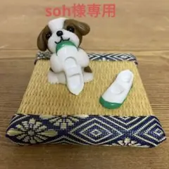 シーズー犬と靴 シーズー犬とハブ入りハブ酒