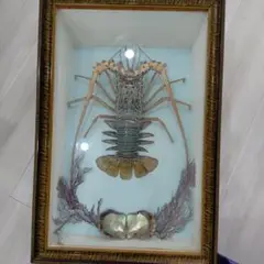 激安‼️ 希少品！色鮮やかな錦海老 伊勢海老 剥製 壁掛け オブジェ ニシキエビ 美品 特大 色鮮やかな錦海老 伊勢海老 剥製 壁掛け オブジェ