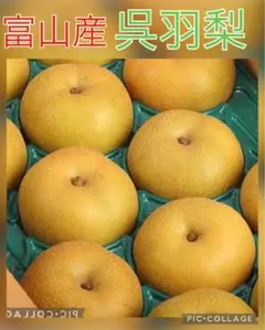 希少☆豊水梨☆5〜7玉入箱☆限定破格☆富山県産☆呉羽梨☆新高新興