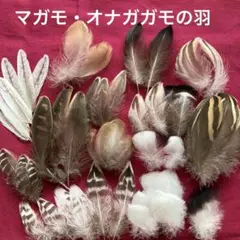 鳥の羽根　マガモ•オナガガモの羽