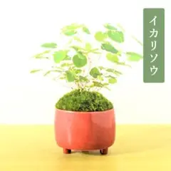 2025年最新】一蒼 盆栽鉢の人気アイテム - メルカリ