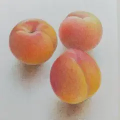 杏の色鉛筆画②