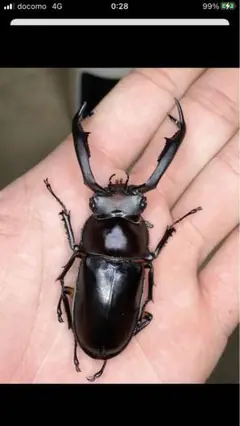 2025年最新】シカクワガタ 標本の人気アイテム - メルカリ