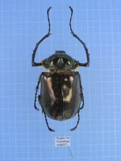 ※貴重！大型　タイ産ゲストロイテナガコガネ　♂野外標本 ゲストロイテナガコガネ | World beetle museum & Astro-Observatory