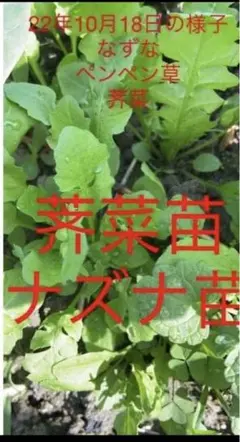畑の横に自生 無農薬 天然 春の七草 なずな薺菜 抜き苗 15株、大小mix