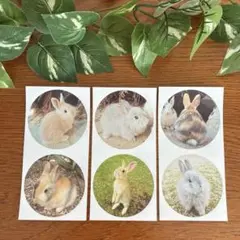 うさぎの大きいサークルシール　全6種　うさぎ　写真　可愛い　シール　ハンドメイド