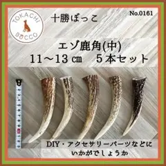 エゾ鹿角（中）5本セット 11.5～13.5cm　No.0161