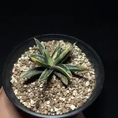 アガベ　サンキング 4号 成長記録]アガベ・ビクトリアレジーナ・サンキング-PlantsLog.GIF