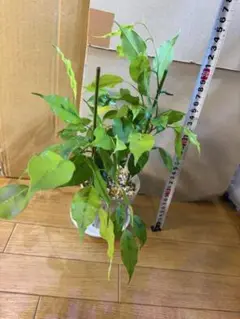 ベンジャミン レジナルド 送料無料 f5960v.jpg