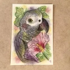 パステル画（原画）ヨウムとハイビスカス