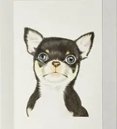 色鉛筆画(原画)ハガキサイズ　チワワ