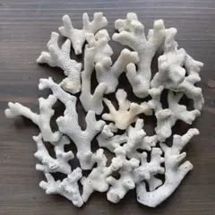 No297 枝サンゴ 珊瑚礁 セット デスロック