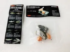原色淡水魚図鑑II　改訂版　サケ（仔魚）　シークレット　ユージン　未使用