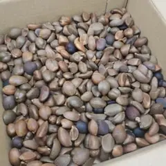 椿の種 大量 つばき ツバキ