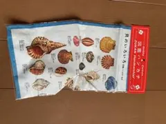 図鑑ハンカチ　貝のイラスト ハンカチ