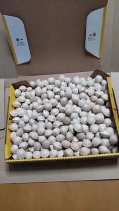 長野県産ぎんなん 大粒1.2kg おまけ付き