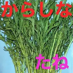 からし菜の種 90粒 種