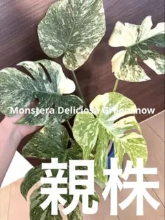 【超希少】モンステラ デリシオーサ グリーンスノー　大株　2葉付き　発根済み 超希少】モンステラ デリシオーサ グリーンスノー大株2葉付き発