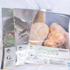 一番くじ 爬虫類＆両生類 G賞 クリアファイル＆ステッカーセット 3枚セット！
