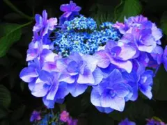 アジサイの花のきれいな風景（№5540)
