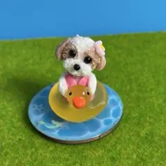 アヒルボートでぷかぷか シーズー