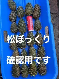 北海道十勝朝鮮五葉松殻付き松の実￼ 5キロ、その他 m51383383943_1.jpg?1697016246