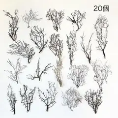ウミウチワ20個セット