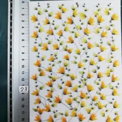 メラスフェルラ　 NO23 2025年 つぼみ付き 押し花 押し花素材