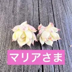 ティッピー カット苗2個大丈夫