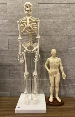 未使用品　人体模型 人体骨格モデルA10 3B SmartAnatomy Sam Anatomical Skeleton | Human Skeleton Model Sam | Human