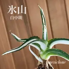 s*9様 アガベ・氷山白中斑入り【特選】・スーパーコンパクト