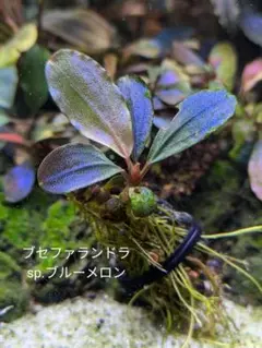 yokunerumanさん専用 ブセファランドラブルーメロン、レインボー各1株 cocoroさん専用 ブセファランドラブルーメロン、レインボー各1株