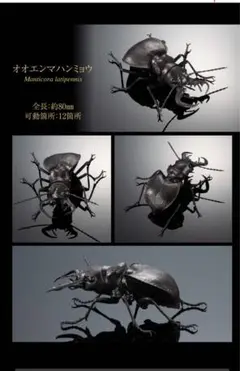 2025年最新】ヨーロッパミヤマ 標本の人気アイテム - メルカリ