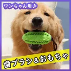 緑 ワンちゃん用 歯磨きボール ペット用品 歯磨き デンタルトイ 犬用歯ブラシ